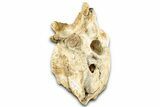 Cretaceous Crocodylomorph Vertebra - Morocco #325118-1